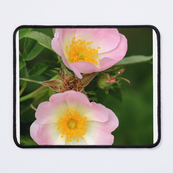 Item preview, Pink dog Rose designed and sold by AnthonyThomas.