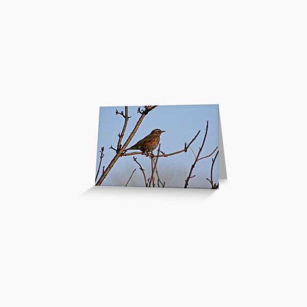Item preview, Redwing designed and sold by Robert Abraham.