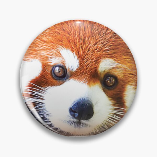 Item preview, Red Panda 2023 Calendar For Red Panda Lovers designed and sold by designartmed.