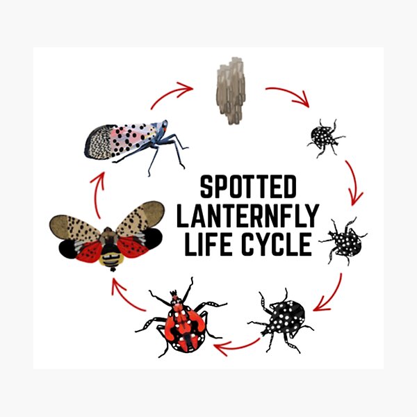 Item preview, Spotted Lanternfly designed and sold by radiantdark.