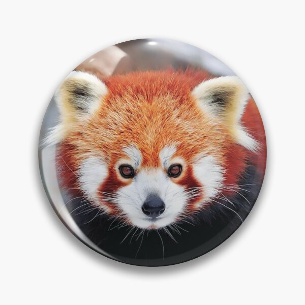Item preview, Red Panda 2023 Calendar For Red Panda Lovers designed and sold by designartmed.