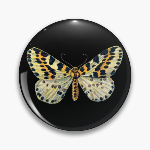 Item preview, Magpie Moth Abraxas Grossulariata Vintage Moths and Huge Butterflies designed and sold by kattakitty.