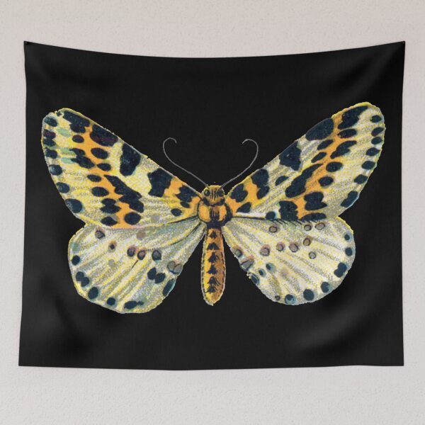Item preview, Magpie Moth Abraxas Grossulariata Vintage Moths and Huge Butterflies designed and sold by kattakitty.