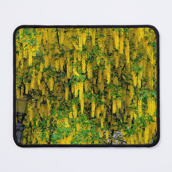 Item preview, Laburnum alpinum designed and sold by boogeyman.