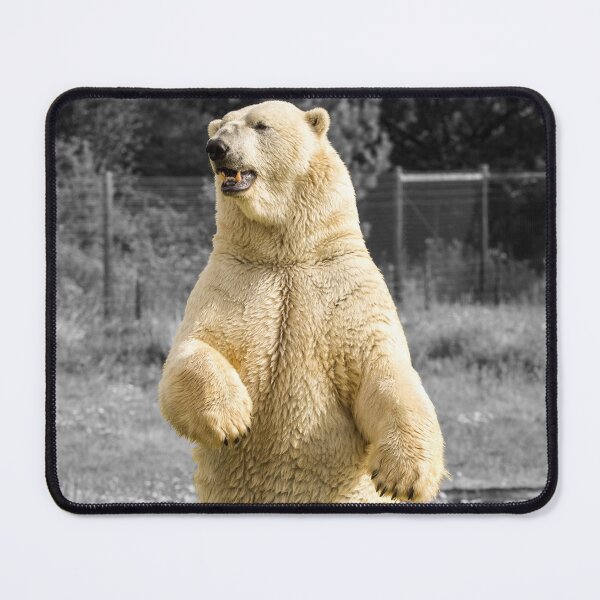 Item preview, Polar Bear Surveying His Surroundings designed and sold by LFPPhotography.