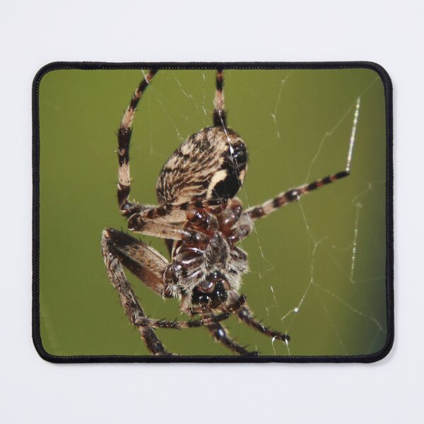 Item preview, Spider 2 designed and sold by TheArtPageofMG.