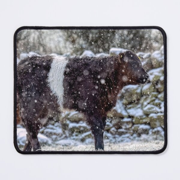 Item preview, Belted Galloway Calf in Snow designed and sold by derekbeattie.