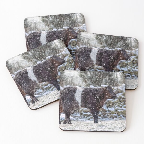 Item preview, Belted Galloway Calf in Snow designed and sold by derekbeattie.