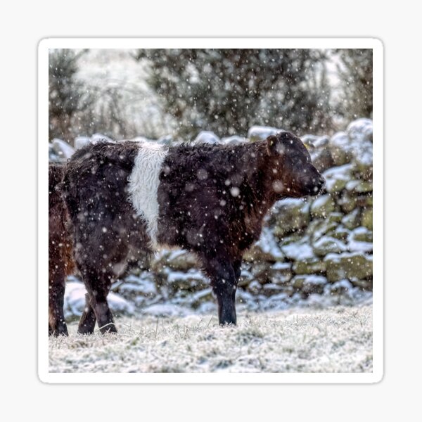 Item preview, Belted Galloway Calf in Snow designed and sold by derekbeattie.