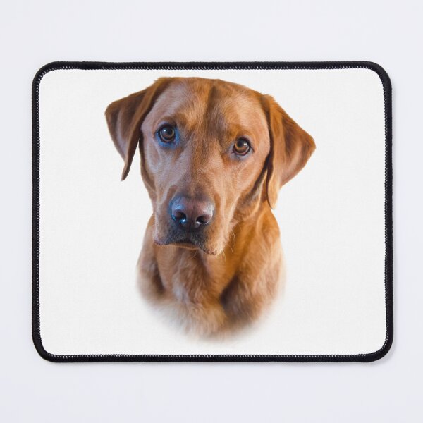 Item preview, Stunning Fox Red Labrador  designed and sold by DexterFRL.