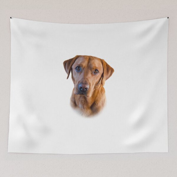 Item preview, Stunning Fox Red Labrador  designed and sold by DexterFRL.