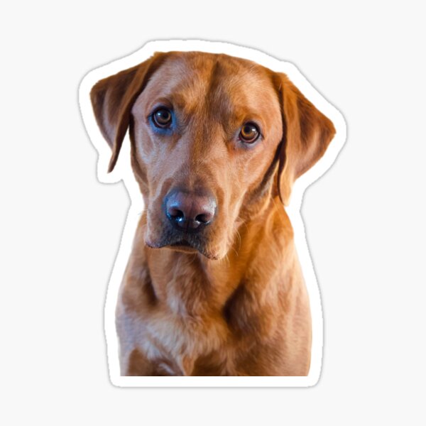 Artikel-Vorschau von Atemberaubender fuchsroter Labrador, designt und verkauft von DexterFRL.