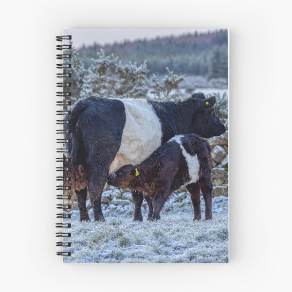 Item preview, Belted Galloways Feeding Time in Winter designed and sold by derekbeattie.