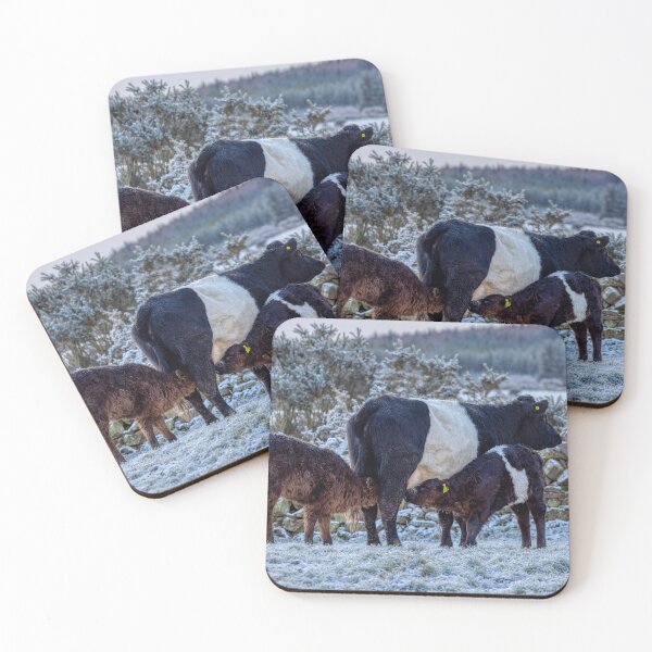Item preview, Belted Galloways Feeding Time in Winter designed and sold by derekbeattie.