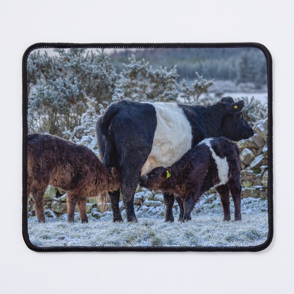 Item preview, Belted Galloways Feeding Time in Winter designed and sold by derekbeattie.