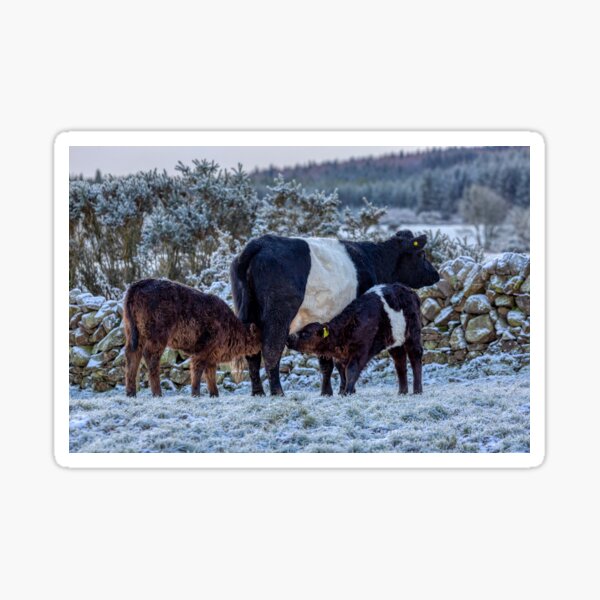 Item preview, Belted Galloways Feeding Time in Winter designed and sold by derekbeattie.