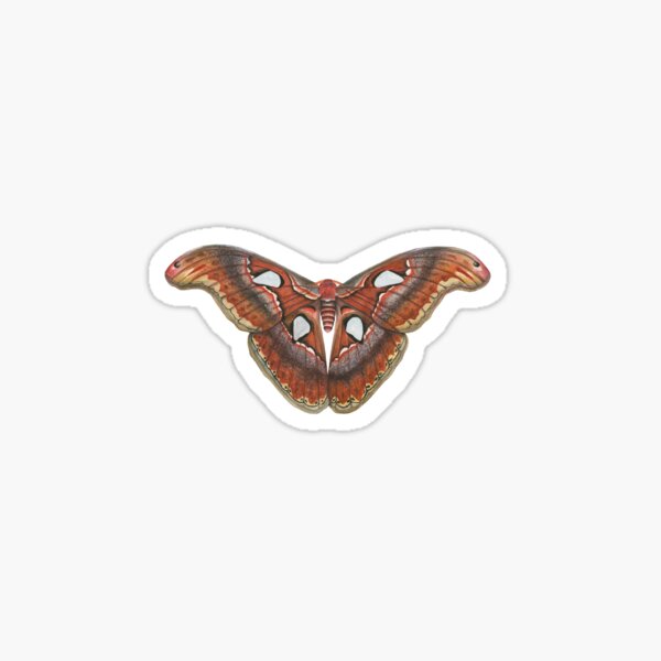 Atlas Moth Black Sticker