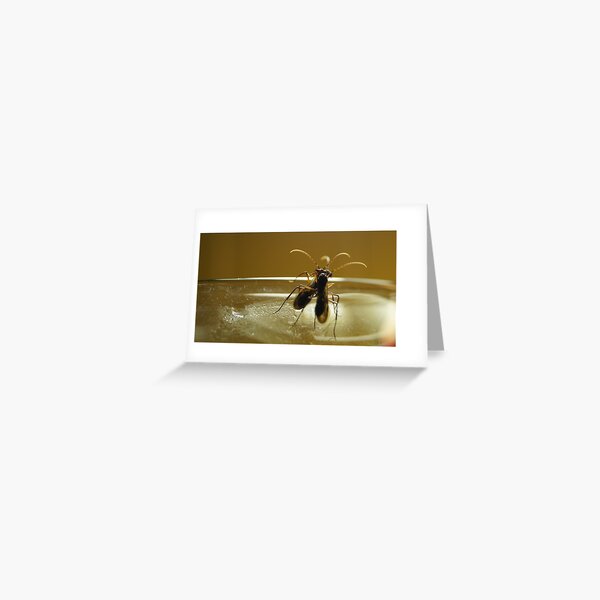 Braconid Wasps Greeting Card