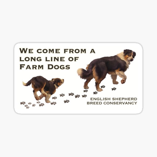 PASTOR INGLÉS - ENGLISH SHEPHERD BREED HANDOUT