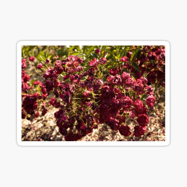 Coloma Garden Red Roses Shrubs 2 Sticker