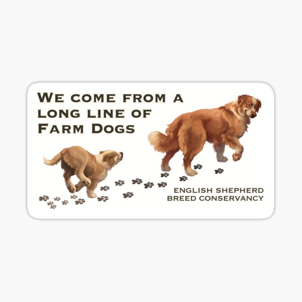 English Shepherd- Long Line of Farm Dogs- Clear Sable Sticker