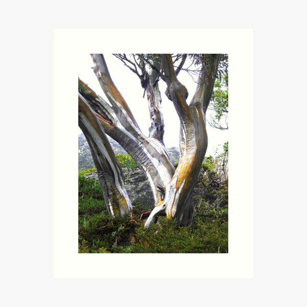 Item preview, Snow Gum Tree Australia designed and sold by AussieAl.