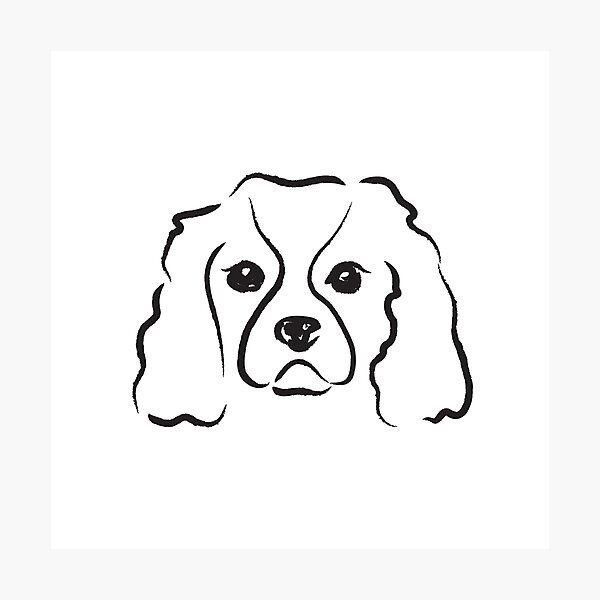Cavalier King Charles - Blenheim Pawtrait Photographic Print