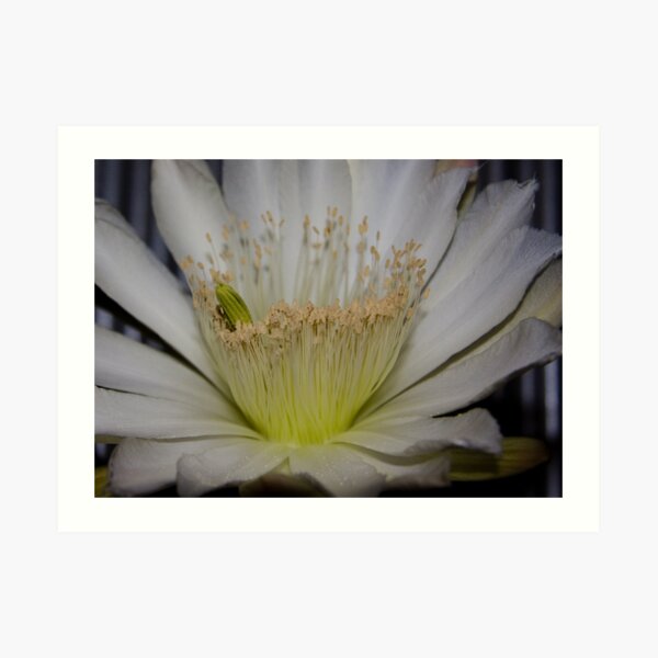 Art Print