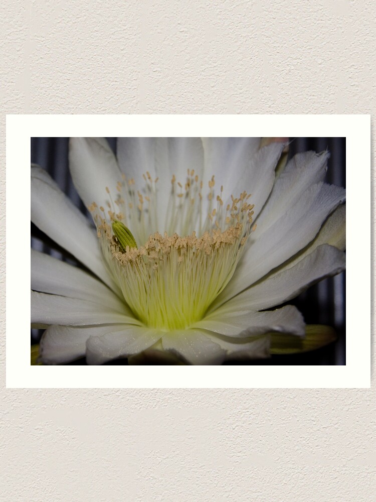 Thumbnail 1 of 3, Art Print, Cactus flower up close designed and sold by mistered.