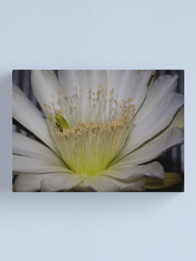 Alternate view of Cactus flower up close Canvas Print