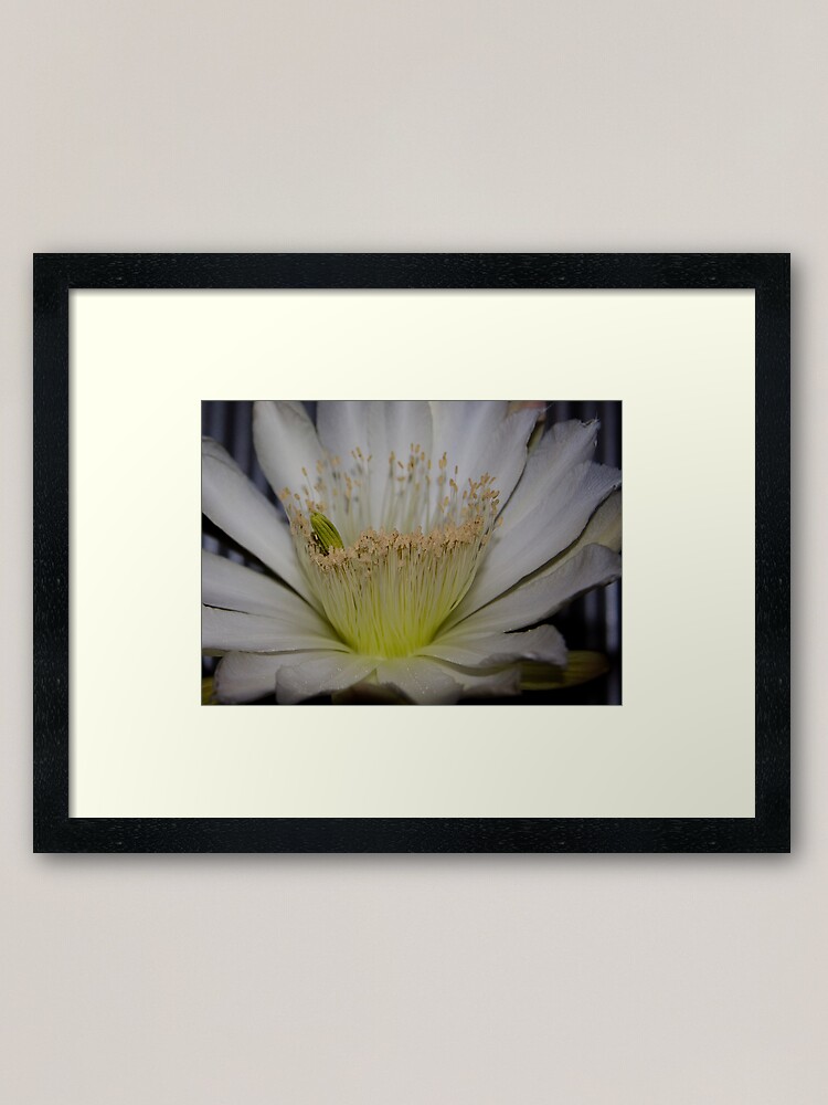 Alternate view of Cactus flower up close Framed Art Print