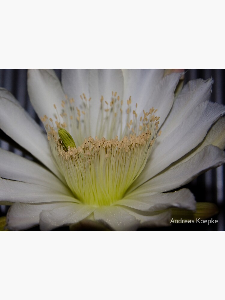 Cactus flower up close by mistered