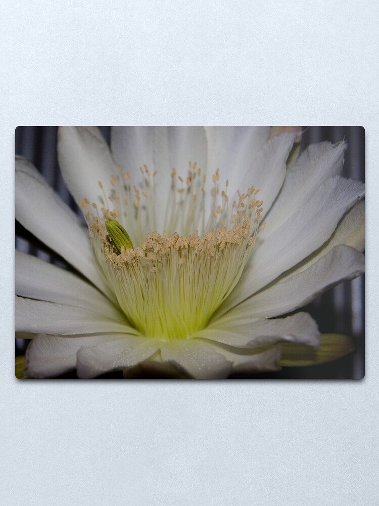 Alternate view of Cactus flower up close Metal Print