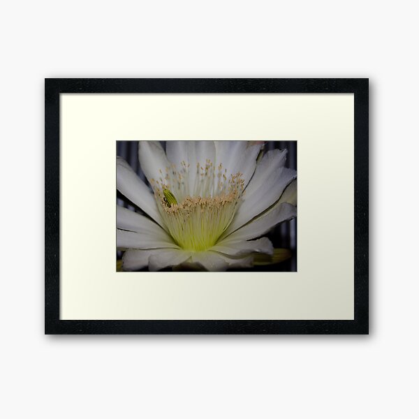 Cactus flower up close Framed Art Print