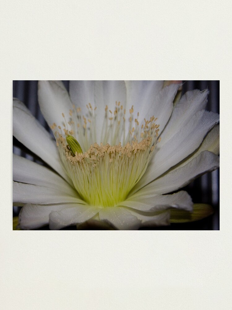 Alternate view of Cactus flower up close Photographic Print