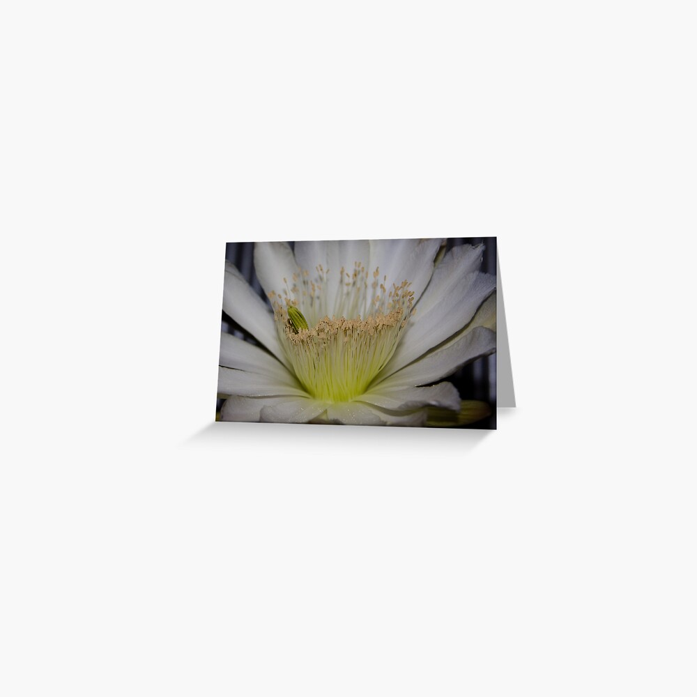 Item preview, Greeting Card designed and sold by mistered.
