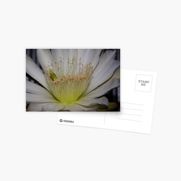 Cactus flower up close Postcard