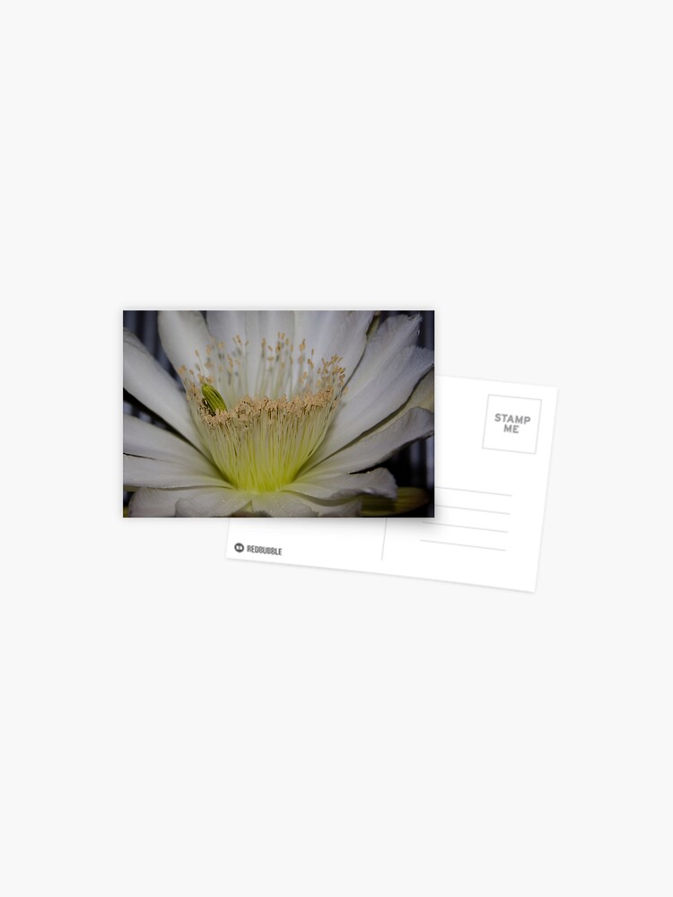 Thumbnail 1 of 2, Postcard, Cactus flower up close designed and sold by Andreas Koepke.