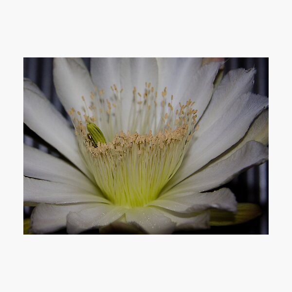 Cactus flower up close Photographic Print