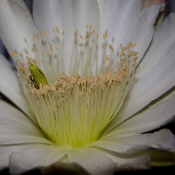 Artwork thumbnail, Cactus flower up close by mistered