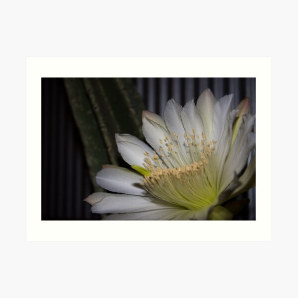 Cactus flower Art Print