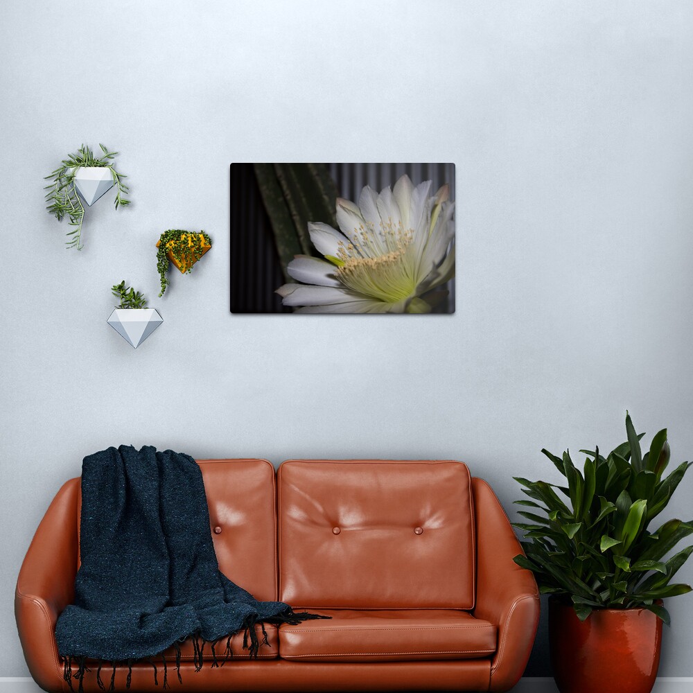 Cactus flower Metal Print