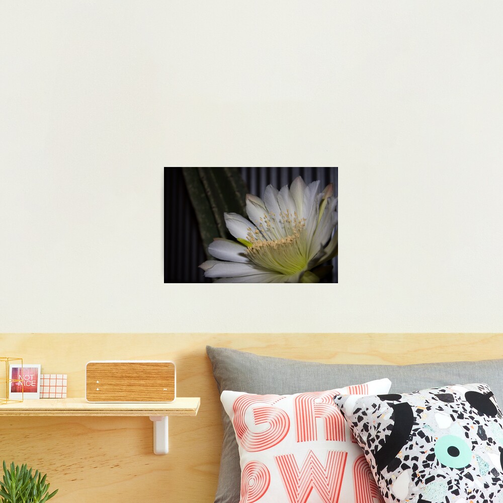 Cactus flower Photographic Print