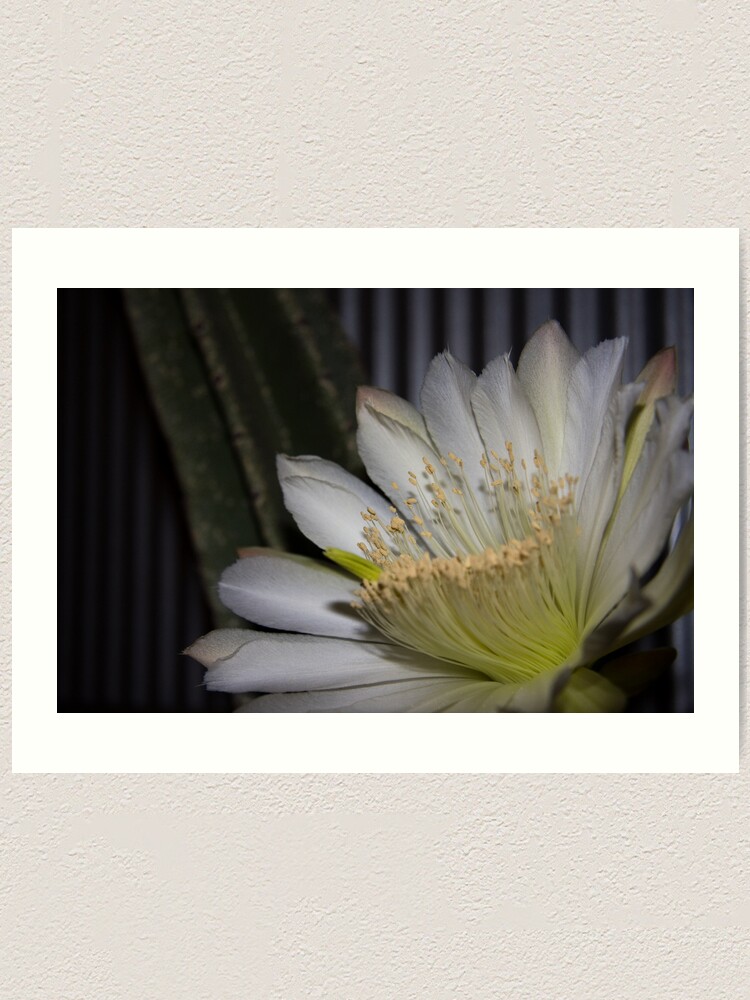 Alternate view of Cactus flower Art Print