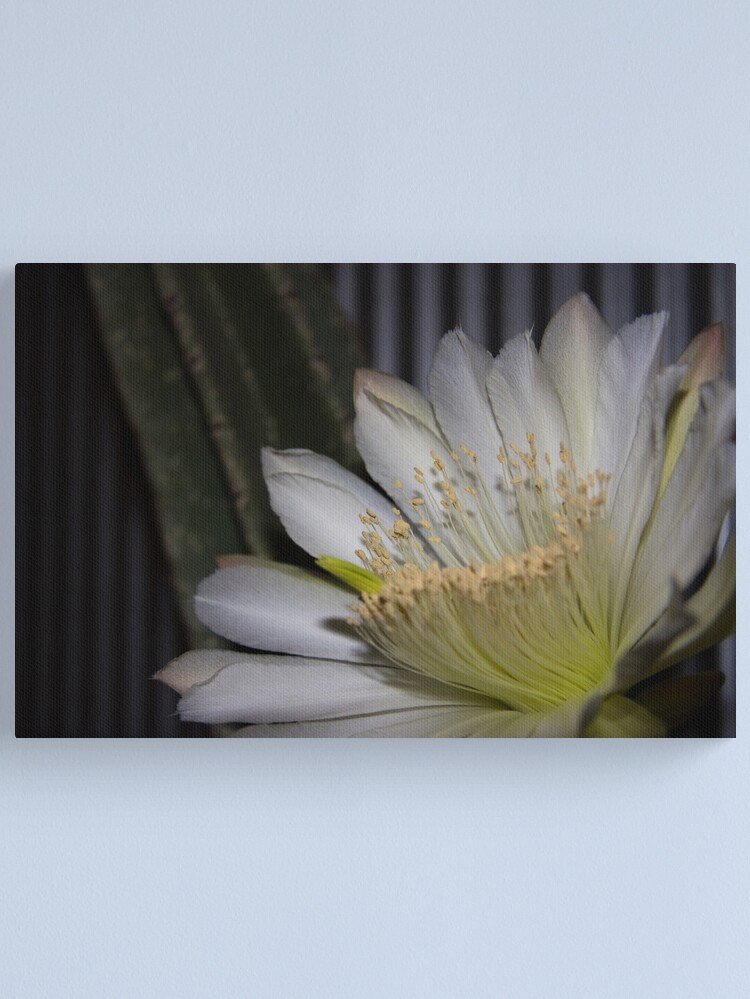 Thumbnail 2 of 3, Canvas Print, Cactus flower designed and sold by Andreas Koepke.
