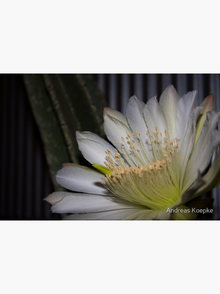 Thumbnail 3 of 3, Canvas Print, Cactus flower designed and sold by Andreas Koepke.