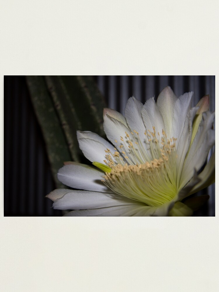 Alternate view of Cactus flower Photographic Print