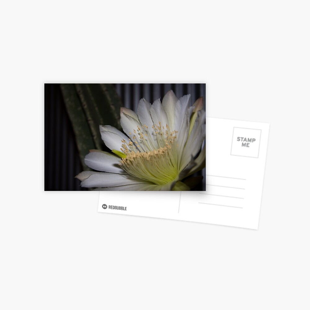 Item preview, Postcard designed and sold by mistered.