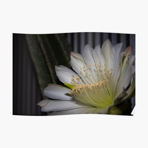 Cactus flower Poster