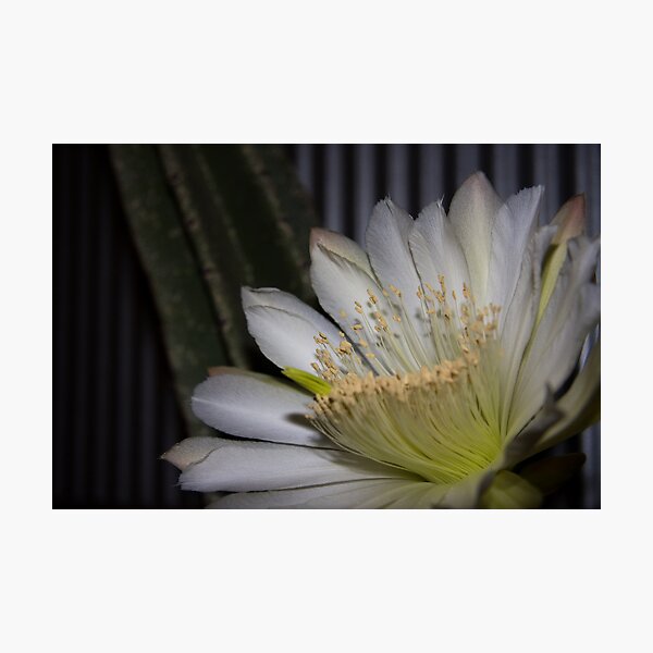Cactus flower Photographic Print